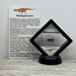 Majungasaurus Carnivore Dinosaur Tooth Fossil in Display Case - Picture 1 of 9