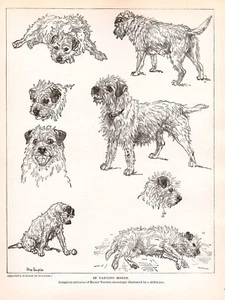 DOG Border Terrier Dogs Sketched Views, Beautiful Art Print 1930s - Imagen 1 de 4