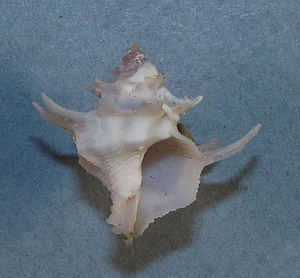 BABELOMUREX HIRASEI 25,45 mm SCHÖNES PROBEN Panglao, Bohol, Philippinen - Bild 1 von 3