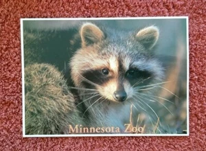 Waschbär Minnesota Zoo Postkarte neu 5" x 7" - Bild 1 von 3