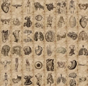 56 Stück Anatomie und Physiologie Aufkleber Set Wasserdicht Qualität Vinyl Aufkleber - Bild 1 von 4