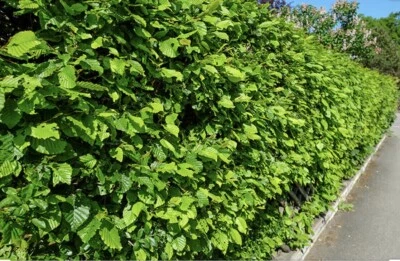 50 Green Beech Hedging Plants 2-3ft Fagus Sylvatica Bareroot Winter Copper A+ - Image 1 of 2