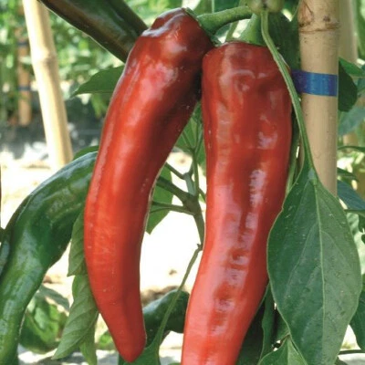 70 SEMI DI PEPERONE CORNO DI TORO ROSSO - SPEDIZIONE GRATUITA - Immagine 1 di 2