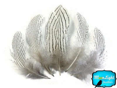6 Piezas Grandes Plata Natural Faisán Barrado Plumas Plumaje Mosca Atar Joyería Foto 1 de 3