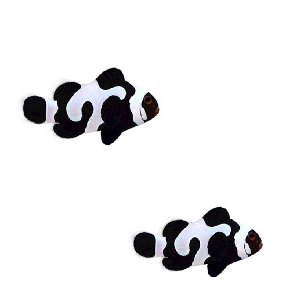 Paquete de 2 peces payaso Black Gladiator Ocellaris - peces vivos de agua salada Foto 1 de 1