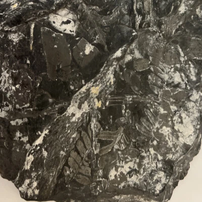 Slate Rock Fossil With Leaf Imprints 12” 669 Grams - Image 1 of 4