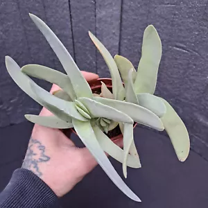 Crassula falcata (S. Africa) PLANT ebay-P055 - Bild 1 von 7