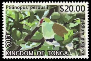 TONGA 1214 - Paloma Frutal Color Hombre "Ptilinopus perousii" (pb86253) - Imagen 1 de 1