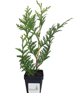 Thuja Green Giant Arborvitae 3 Inch Pot, Lot of 75 - Picture 1 of 10