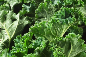 Dwarf Siberian Kale 300+ Seeds Vegetable Garden NON-GMO USA SELLER FREE SHIPPING - Picture 1 of 2