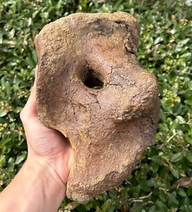 HUGE Triceratops Coracoid Shoulder Hell Creek Fossil Cretaceous Dinosaur Bones - Picture 1 of 14