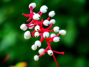 Doll's Eyes Wildflower Seeds - 20+ Seeds of Actaea pachypoda - Non-GMO Seeds - Picture 1 of 2