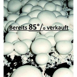 Champignon-Zuchtset Champignons zu Hause PILZZUCHT incl. Zuchtbox - mehr im Shop - Bild 1 von 2