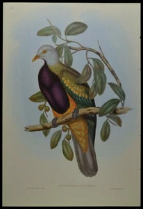 John Gould Magnificent Fruit Pigeon Bird British Museum Official Limited Print - Picture 1 of 2