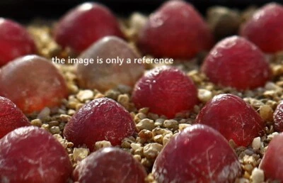 Plant - one -Conophytum burgeri Aggeneys - Image 1 of 4