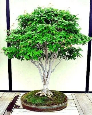 10 Japanese Grey Bark Elm (Zelkova serrata) Tree Seeds Bonsai Very FAST Growing! - Image 1 of 4