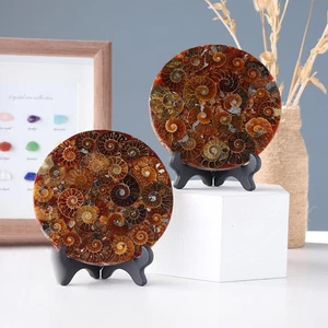 Fósil de caracola de cristal con soporte de disco de amonita natural decoración de muestras de 1 pieza - Imagen 1 de 5