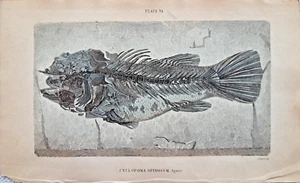 Cyclopoma spinosum Agassiz Stahlstich handkoloriert 1835 Lizars Fisch Fossil - Bild 1 von 2