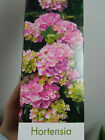 Hydrangea Ø10 CMS Approx Plant Youth Pink Without Flower
