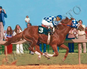 SECRETARIAT 1973 PREAKNESS STAKES WINNER RON TURCOTTE UP 8X10 PHOTO - Picture 1 of 1