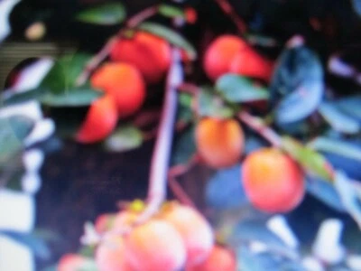 7  American Persimmon Tree FRESH Cuttings no root - Image 1 of 3