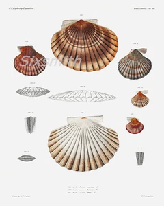 Beautiful Scallop Shell Vintage Drawing High Resolution Giclee 8x10 Print - Picture 1 of 1