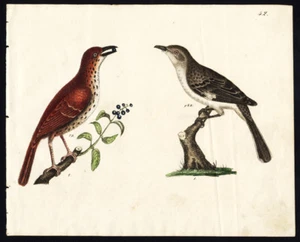 Rare Antique Bird Print-ICTERINE WARBLER-BROWN THRASHER-Strack-1819 - Picture 1 of 1