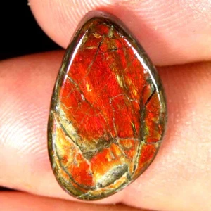 8.15Cts.100%Natural Multi Fire Ammolite Fancy Cabochon 11x18x4mm Losse Gemstone - Picture 1 of 5