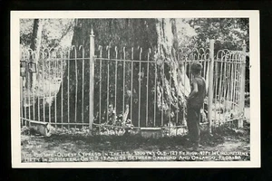 Baum Postkarte Cypress Gardens Samford Orlando, Florida FL Vintage - Bild 1 von 2