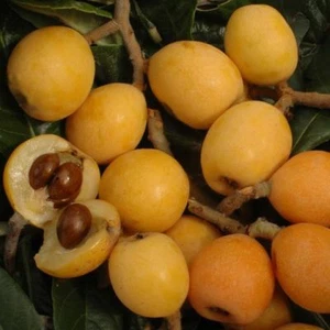 5 SEMI DI NESPOLO DEL GIAPPONE- Eriobotrya japonica - Foto 1 di 1