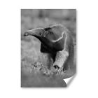 A4 - Bw - Wild Anteater Animal Poster 21X29.7Cm280gsm #42117
