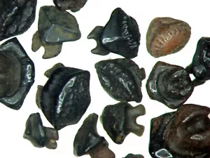 Vertebrate fossil slide mount - Pleistocene Florida Dasyatis sabina shark tooth - Foto 1 di 2