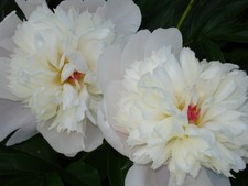 2 Peony Double Blooms Plants - Giant White with Red Center Blooms in May-June