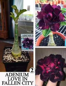 ADENIUM LOVE IN FALLEN CITY N2 WUSTENROSE SUCCULENT - Bild 1 von 16