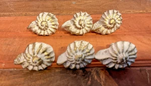 Set of 6 Rustic Style Antique White Cast Iron Shell Drawer Pulls...Ship Free! - Picture 1 of 7