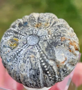echinoid sea urchin fossil. 44 gram. 3.6 cm - Picture 1 of 23