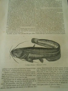 Poisson Le Silure d'Europe Gravure Print 1853 - Foto 1 di 1