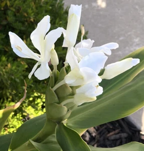 White Butterfly Ginger Rhizome Bulbs Fresh Tubers (2) Hawaiian Tropical - Picture 1 of 8