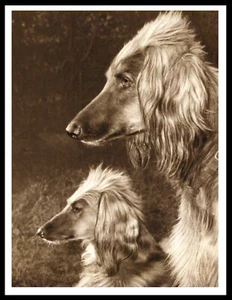 AFGHAN HOUND DOGS VINTAGE HEAD STUDY A4 DOG ART POSTER PRINT - Picture 1 of 1
