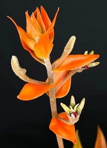 Eria ornata, Dendrolirium ornatum, blühgroß, große Orchideenpflanze, RAR - Bild 1 von 6