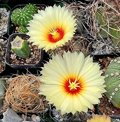 Astrophytum capricorne  (30 seeds) - Image 1 of 2
