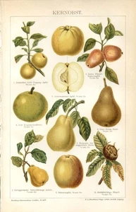 POME FRUITS......Print...1894 - Picture 1 of 1