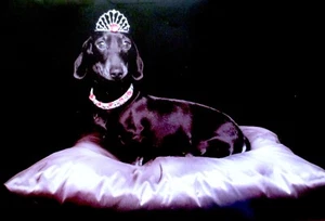 Tarjeta de felicitación en blanco para cualquier ocasión Dachshund negro con gemas de papiro - Imagen 1 de 3