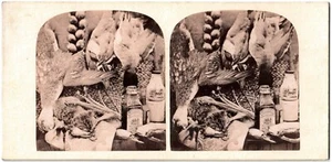 Stillleben. Vögel. Vögel. Kompositionsstudie. Foto Stereo View Album. 1860 - Bild 1 von 2