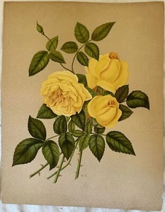 Pink Paul Auguste Hariot le Livre D'Or Des Roses 1903 Blossom Flowers Pl 6 - Picture 1 of 1