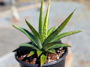 Agave lechuguilla 'Shin Dagger" - COLD HARDY! - Picture 1 of 5