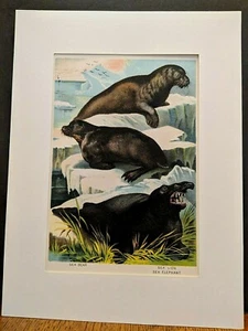 1880 Henry J Johnson Sea Lion Bear Elephant Plate XXVI Carnivora Print Matted - Picture 1 of 5