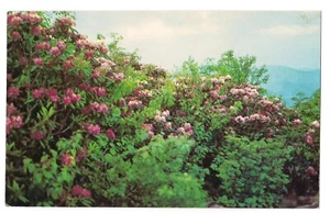 RHODODENDRON Pink Flower Great Smoky Mountains Nat'l Park TN Postcard Tennessee - Picture 1 of 2