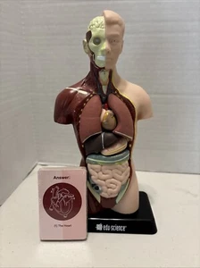 Edu-Science Mensch Mensch Organ Torso Wissenschaft Figur 10,25 cm groß - Bild 1 von 3