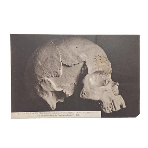Magdalenian Skull of the "Crushed Man of Laugerie-Basse" VTG Postcard - Picture 1 of 5